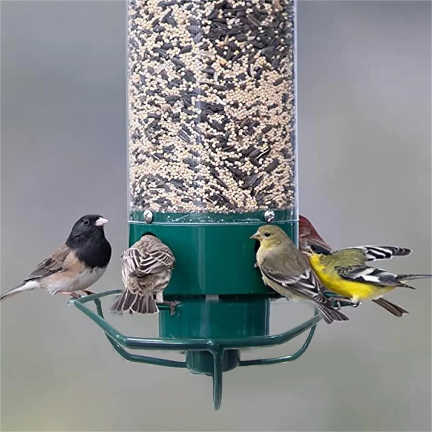 Powder-Coated Metal Multi-Port Tube Bird Feeder
