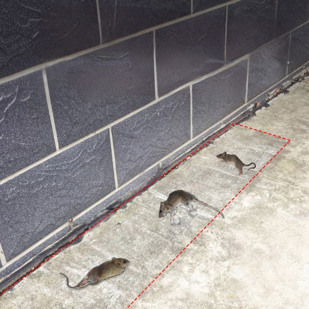 Minimalist Low-Profile Adhesive Glue Board