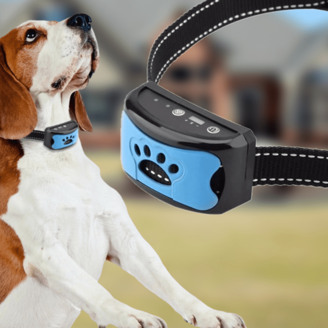 Minimalist Adjustable Dog Training Collar